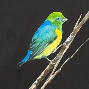 Pajaro I