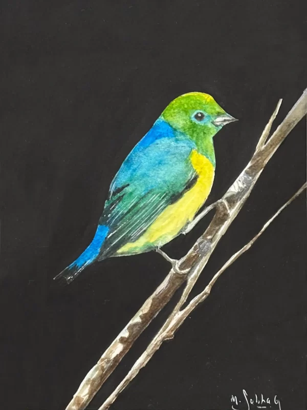 Pajaro I