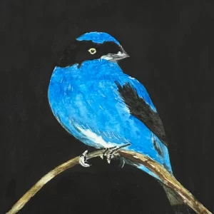 Pajaro II