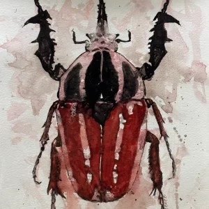 Insecto I