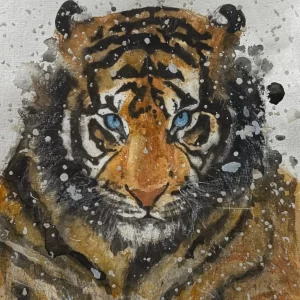 Tigre
