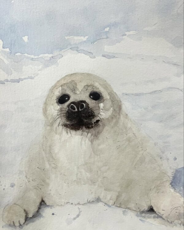 Foca